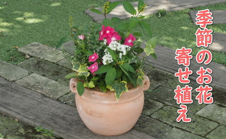 植物 寄植え 花 季節のお花 寄せ植え つぼ丸型 植物
