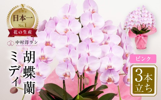 《母の日までにお届け》中村洋ランの胡蝶蘭 ミディ 3本立ち ピンク ／ 25輪～30輪 お花 生花 産地直送 田原市 渥美半島 母の日