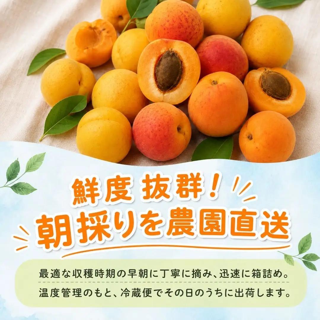 【2027年先行予約】あんず 園主おまかせ セット 計約4kgバラ詰 |あんず 昭和 信州大実 さつき 千曲市産 長野県 信州