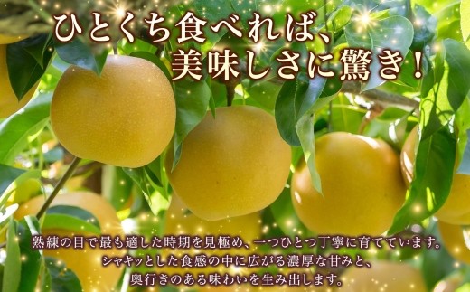 梨3kg 幸水 5～9玉