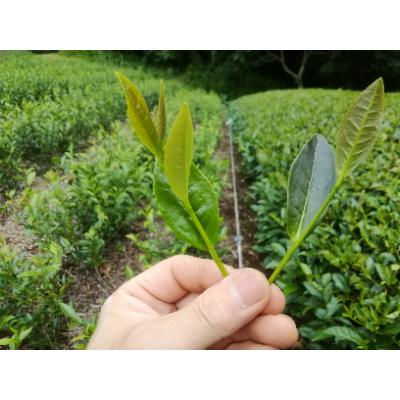 ふるさと納税 川根本町 高級緑茶 品種茶 詰め合わせ【やぶきた・つゆひかり・さくらみどり・香駿】 |  | 01