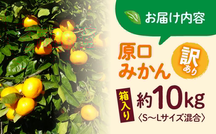 みかん 10kg 訳あり