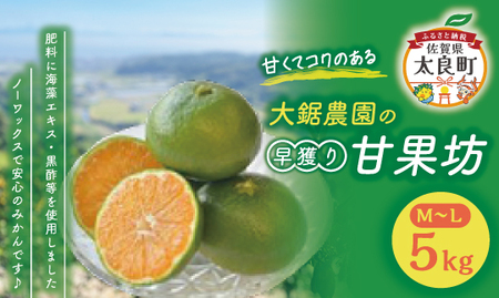 大鋸農園の早穫り甘果坊 ５ｋｇ　みかん ミカン 蜜柑 柑橘 たらみかん 太良みかん 黒酢みかん 温州みかん 国産 佐賀県産 太良町 こだわり ノーワックス 産地直送 贈答品 詰め合わせ 極甘 早生 極早生 LB11 