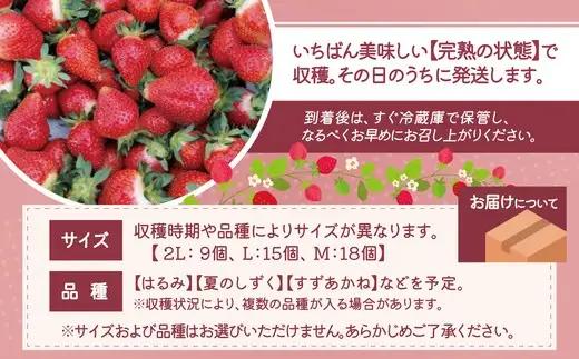 完熟で香り高い！秋田のイチゴ 2パック ＜揺りかごパック＞　 90P3403【ひない渡辺農園しどけ村】