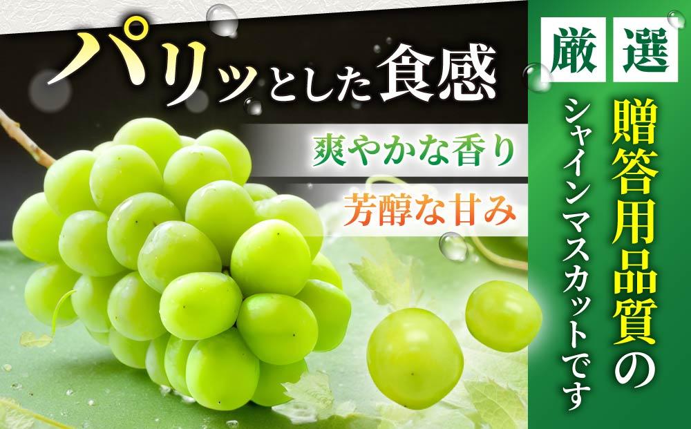 【2026年発送先行受付】東御市産シャインマスカット3kg（5～6房）【秋お届け】長野県 長野 人気 ぶどう 贈答用 ギフト フルーツ 果物 おすすめ 厳選 種無し 皮ごと 大粒