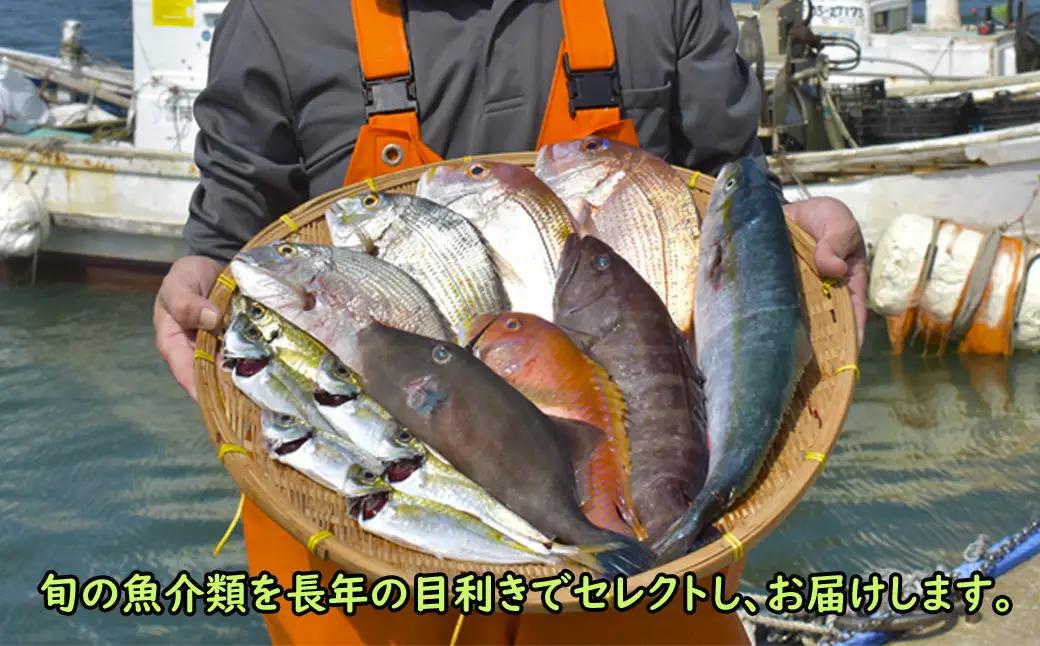 【年5回】お魚よかろうもん！玄界灘・福津の地魚お楽しみ定期便【冷凍】【随時開始】[H7015]