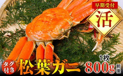 【早期受付】【活】タグ付き松葉ガニ 大1枚（800g前後）※着日指定不可※2026年11月上旬頃から順次発送予定|蟹 かに 松葉ガニ 松葉蟹 鳥取県産 北栄町 おすすめ 人気