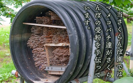 【令和9年産】さくらんぼ 紅秀峰 バラ詰め 2Lサイズ 500g 山形県鶴岡産 鈴木弥吉さくらんぼ園 K-939