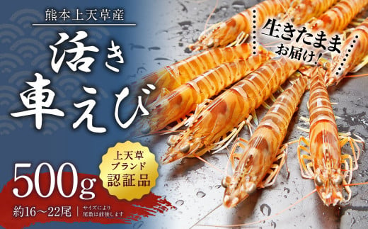 【配送日指定品】上天草産の活き車えび！500g（約16～22尾）活き車海老 車海老 車えび えび エビ 海老 生きたまま お取り寄せ【発送期間2024年10月15日から2025年5月31日】