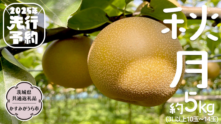 
            【2025年9月中旬発送開始 】 秋月 梨 約 5kg 10玉～14玉 （ 茨城県共通返礼品 ／ かすみがうら市 ） なし 鈴木農園 産地直送 フルーツ 甘い 直送 茨城 限定  [ED004sa]
          