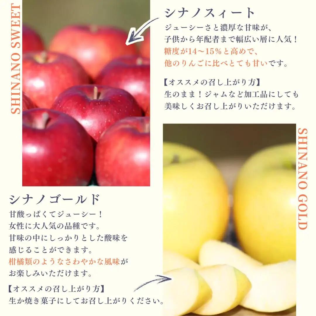 農園にお任せ旬のリンゴ ５kg入り贈答箱【100箱　限定品】［RS-104］