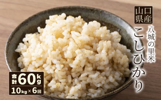 【先行予約】【定期便 6ヶ月】こしひかり 玄米 10kg 計60kg