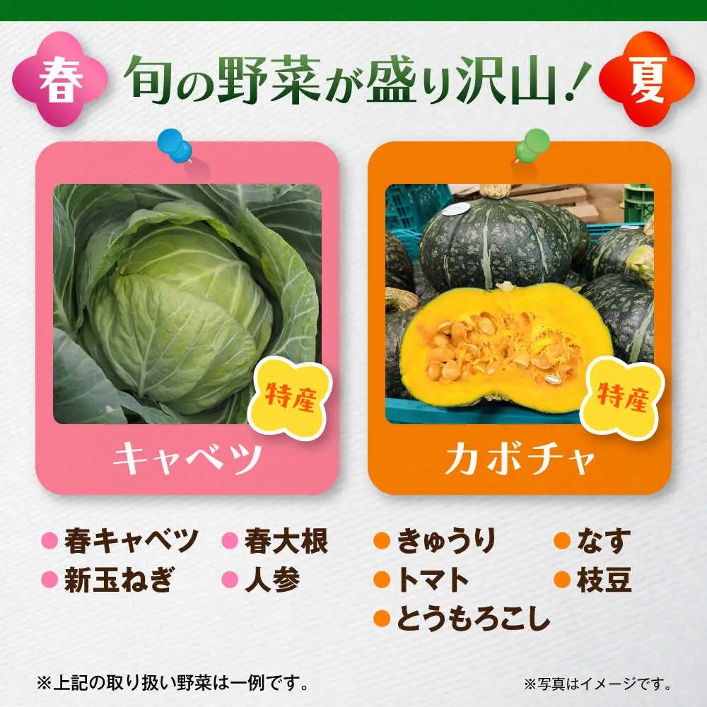 【全3回定期便】よこすか野菜セット すかなボックス／野菜 旬 セット  【JAよこすか葉山】[ASCB002]