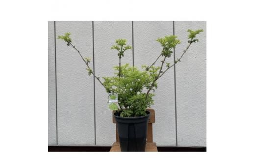 おしゃれ 西洋ニワトコサンブカス ゴールデンタワー 黄色系人気品種！ 〈プラス樹〉