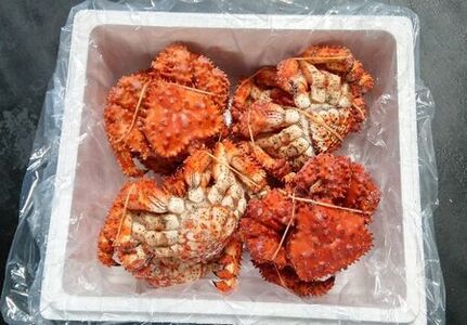 ＜12月22日決済分まで年内配送＞【北海道根室産】花咲ガニ350g×8尾 C-57048