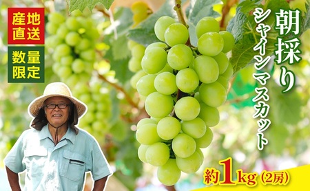 シャインマスカット 2房 約1kg 【シャインマスカット】