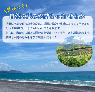 ご家庭用 訳あり せとか 3.5kg 大小混合【2025年2月下旬～順次発送致】 せとか みかん せとか みかん せとか みかん せとか みかん せとか みかん せとか みかん せとか みかん せとか