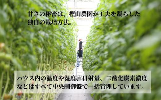 【2026年先行予約】珊瑚樹トマト　S特選 約1kg【糖度10度以上】※2026年春発送＜3月発送＞