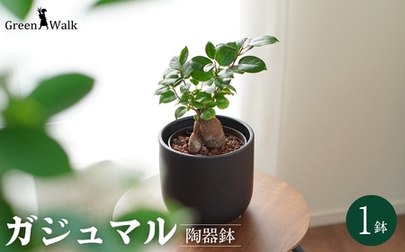 【黒】ガジュマル モノトーン130 陶器鉢 1鉢 水位計セット