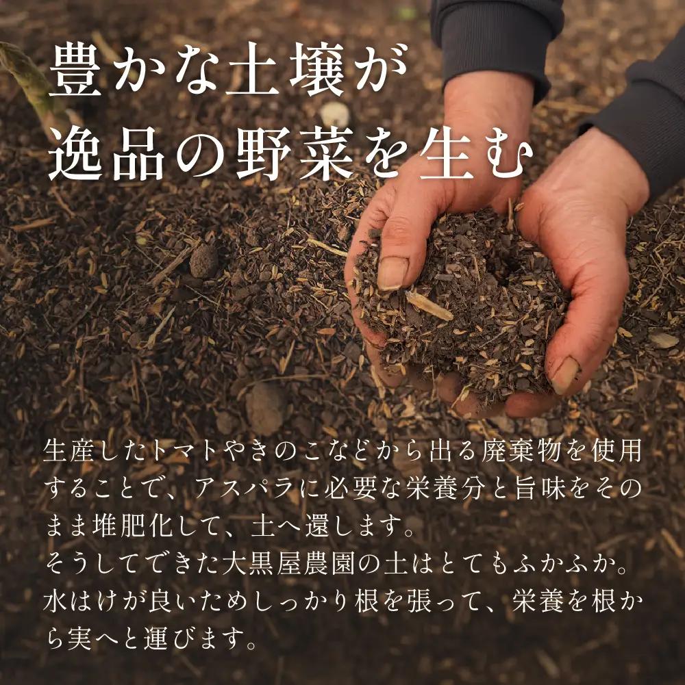 【期間限定】高級アスパラガス 隆至の龍 500g（約25本入り）レギュラーサイズ【119-3】
