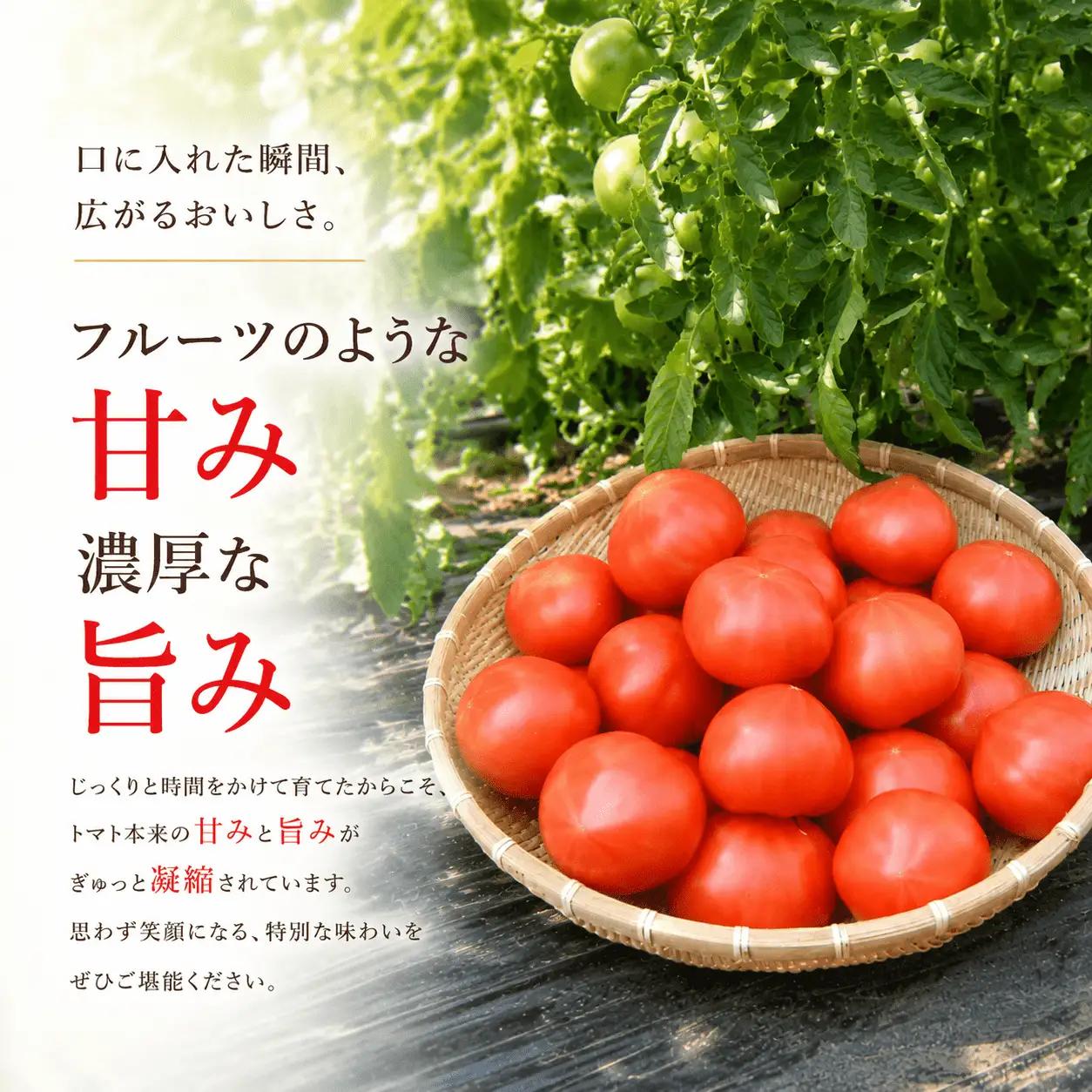  【先行予約】デリシャスファームのトマト(麗月) 3キロ箱 / とまと 野菜 トマト 【delf056】 