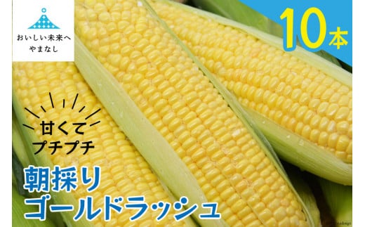 【期間限定発送】 朝採り 即出荷 甘くてプチプチ ゴールドラッシュ 10本 ／ 野菜 とうもろこし トウモロコシ 新鮮 産地直送 しゃんと畑 山梨県 中央市