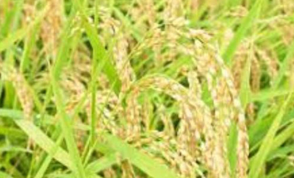 フタエさんのお米 元気つくし 5kg 白米 うるち米 ごはん