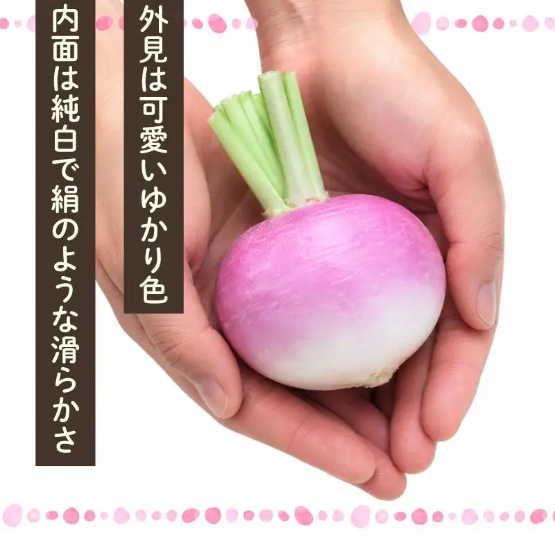 【先行予約  国産 かぶ】 国産 かぶ 蕪 カブ 絹ゆかりかぶ 紫かぶ 丸新柴本製茶 静岡 県 牧之原市