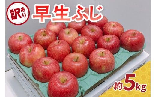 【2025年 10月発送】 りんご 訳あり 約5kg 早生 ふじ 【 青森 林檎 フジ リンゴ ワケアリ 】