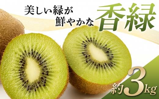 
                  【先行予約】《2026年11月下旬～12月下旬頃お届け》 キウイ 美しい緑が鮮やかな 香緑 こうりょく 約3kg 国産 香川 果物 キュウイ キューイ フルーツ 旬  香川県 香川県共通返礼品 F5J-541
                