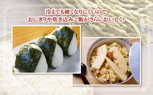 【6ヶ月定期便】【令和6年度米】「魚津のミルキークイーン（晃米）」20kg（白米） ｜ 環境配慮 MK農産 お米 ブランド米 銘柄米 精米 ご飯 おにぎり 産地直送 甘み 粘り もちもち ※2024年