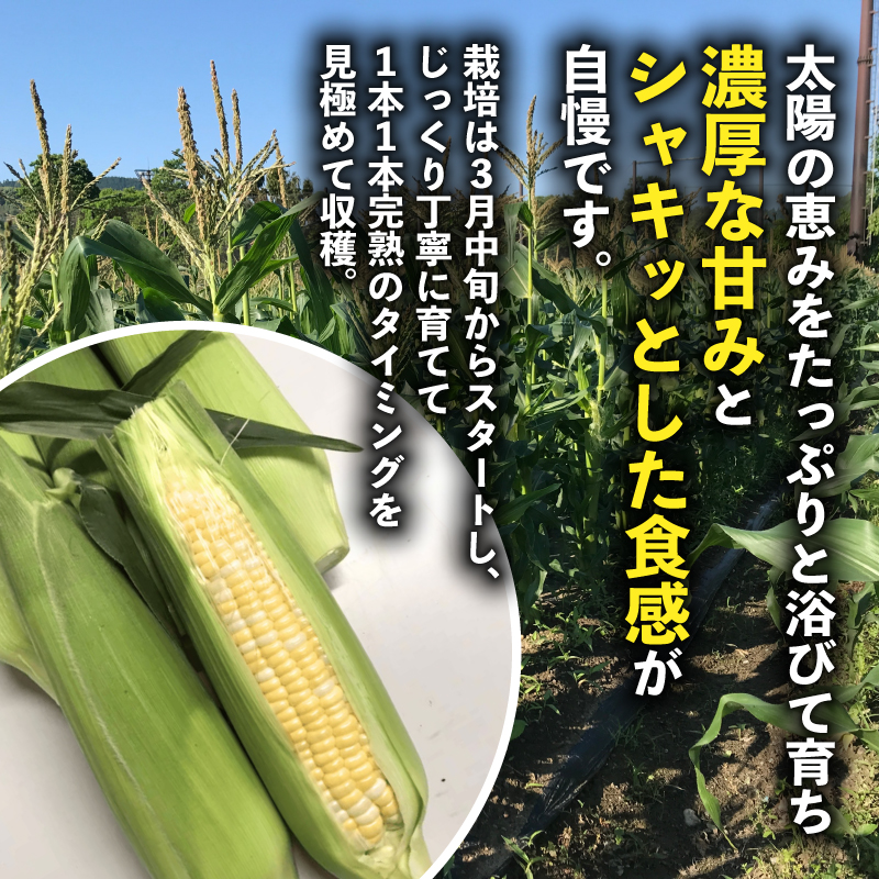 とうもろこし 8本入り ドルチェドリーム トウモロコシ さのさんち 静岡県 藤枝市 人気 野菜 夏野菜 旬 甘い 安心 安全 JGAP認証農場