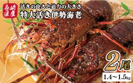 長崎県産特大活き伊勢海老2尾セット