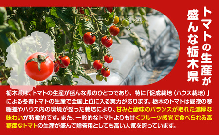 田村さん家のミニトマト約2kg【産】田村農園《11月上旬-7月下旬出荷》野菜新鮮リコピン