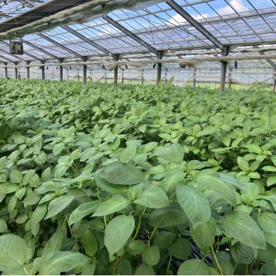 ふるさと納税 唐津市 佐賀県産ハウスモロヘイヤ　2kg(100g×10袋×2箱) |  | 01