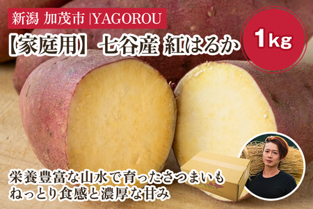 【2025年先行予約】【家庭用】紅はるか 1kg（A品・B品混在） 新潟県加茂市七谷産 さつまいも《11月下旬〜順次発送》 サツマイモ お芋 焼き芋 スイートポテト 野菜 根菜 低温熟成 加茂市 YAGOROU ヤゴロウ