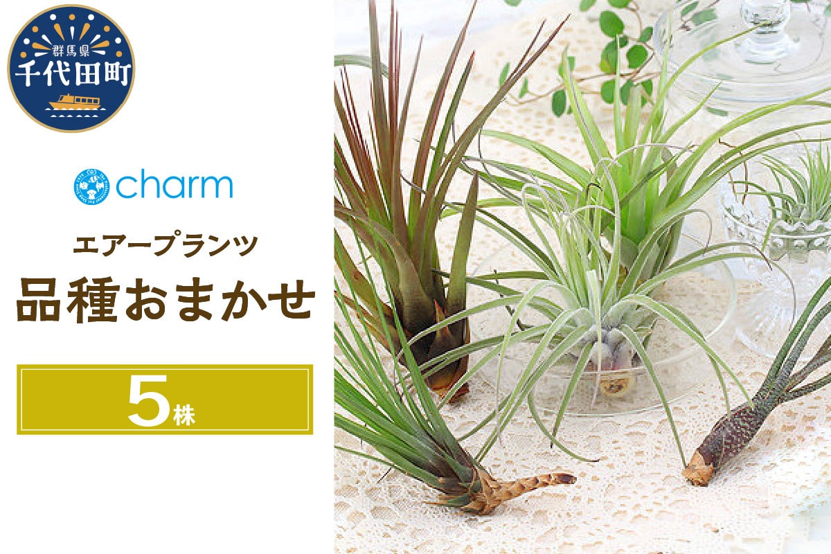
観葉植物 エアープランツ 品種おまかせ （５株） 北海道冬季発送不可 群馬県 千代田町 インテリア ナチュラル かわいい リラクゼーション 室内栽培 プレゼント ギフト 贈答用 送料無料 趣味 風水 緑 ライフスタイル 人気 オススメ 初心者 玄関 リビング キッチン 株式会社チャーム
