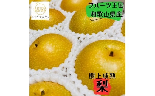 和歌山の樹上成熟梨 約4kg（12～15玉） ※2026年8月上旬～9月中旬頃発送予定| 先行予約 果物 フルーツ 甘い［MS129］