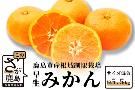 B-343甘い！鹿島みかん 根域制限栽培みかん 早生 【約5.5kg】 普通栽培より糖度が1?2度高いみかん サイズ混合 S?L【11月中旬～下旬お届け】みかん ミカン 蜜柑 果物 フルーツ 佐賀県 鹿島市 送料無料