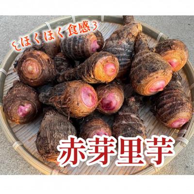 ふるさと納税 鞍手町 しょうた農園の赤芽里芋(3kg) |  | 01