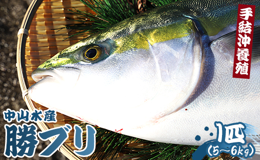 鰤 中山水産 手結沖養殖「勝ブリ」 1匹(5kg～6kg) ny-0010
