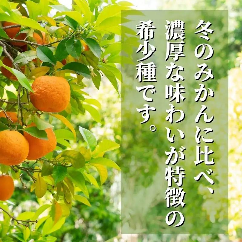 【2027年4月下旬頃から順次発送】カラマンダリン 秀~優品 2.5kg | 愛媛 みかん 柑橘 お取り寄せ グルメ 期間限定 数量限定 人気 おすすめ 愛媛県 松山市 【PT0471】