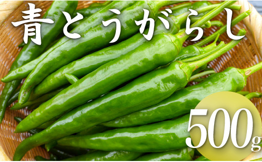 三原村産　ゆず農家が作る　大きな青唐辛子”大紅”   500ｇ　長さ８～15㎝！
