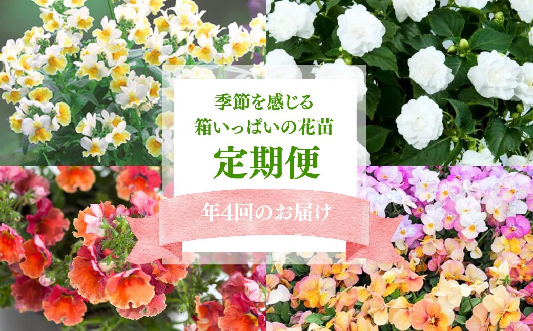 春夏秋冬 季節を感じる箱いっぱいの花苗（年4回 季節ごとにお届け) | 花苗 春 夏 秋 冬 年4回コース フラワー ギフト 季節 お花 ガーデニング 旬 インテリア 園芸 工芸品 装飾品 定期便 花 植物 花壇 育てやすい 趣味 癒し 田中花園 シクラメン 埼玉県知事賞 受賞 ザナチュラリスト 観葉植物 ガーデニング 趣味 埼玉県 上尾市