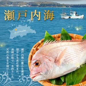 天然 真鯛刺身 約300g 鯛 冷凍