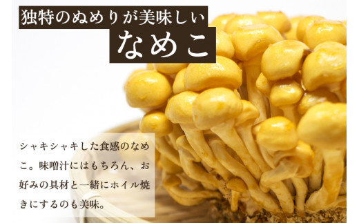 【2026年先行予約】菌床きのこ栽培キット なめこ 1株入り《10月上旬から順次発送》栽培キット 自家栽培 きのこ なめこ 栽培 初心者でも簡単 自宅 菌床 加茂市 青木農園