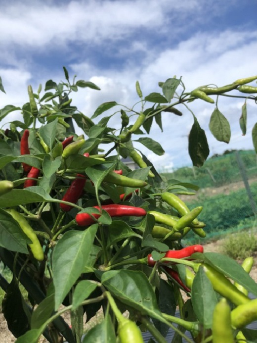 熊野唐辛子ギフト ② (一味唐辛子 プリッキーヌ×2本と生唐辛子のセット) 希少 国産唐辛子