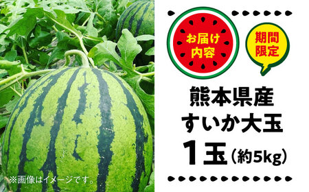 【数量限定】大玉すいか　1玉入り　約5kg【日本フルーツ株式会社】[AYDA003]