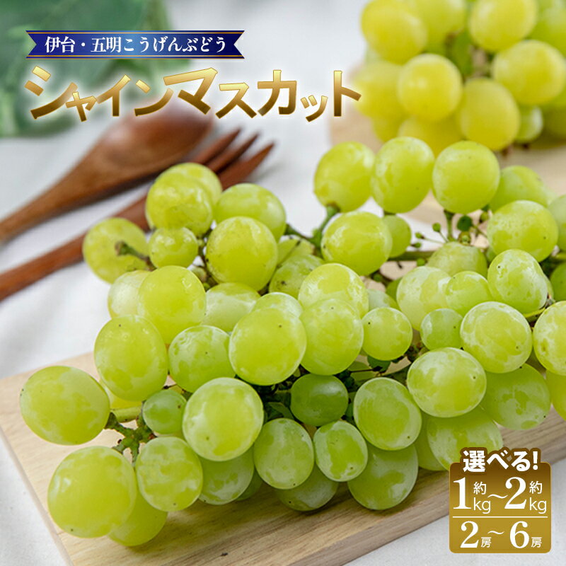 【ふるさと納税】 シャインマスカット 約1kg／約2kg 種なし 皮ごと食べられる 高級 ぶどう ブドウ フルーツ 果物 冷蔵 期間限定 伊台五明こうげんぶどう 甘い 芳醇な香り 贈答用 ギフト 家庭用 人気 お取り寄せ 愛媛県 松山市 送料無料