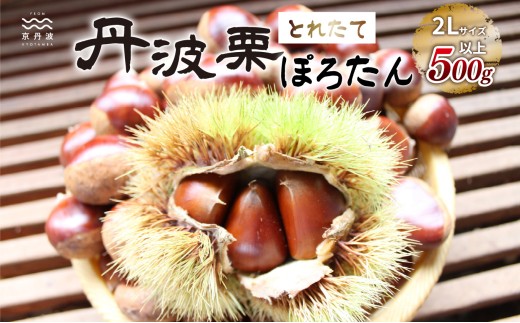 京丹波町岩崎農園の「ぽろたん」500g　とれたて栗　京丹波町産 丹波栗　 [009IW002L]※北海道・沖縄は配送不可